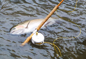 Riverwatch Rods